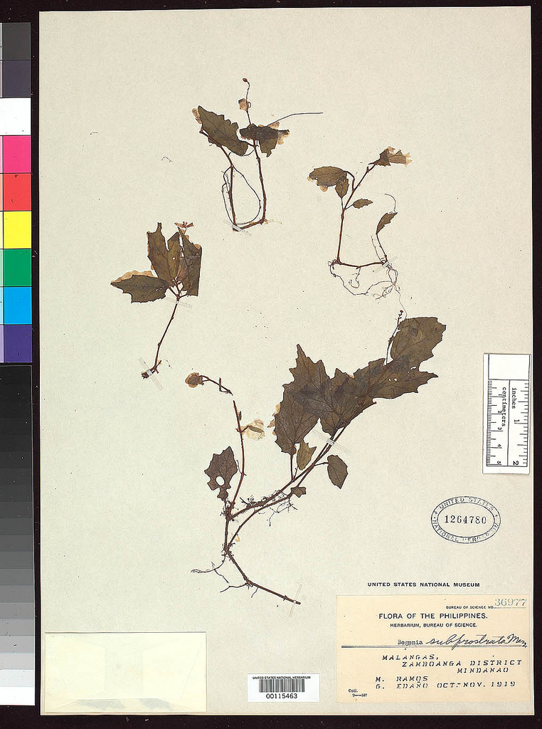 B. subprostrata